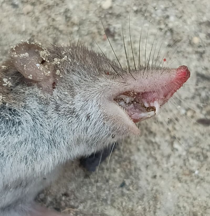 Crocidura minore  - Dimitri Marrone