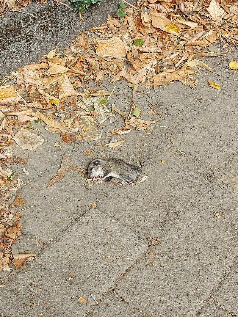 Ghiro  - Lorenzo Lanzani