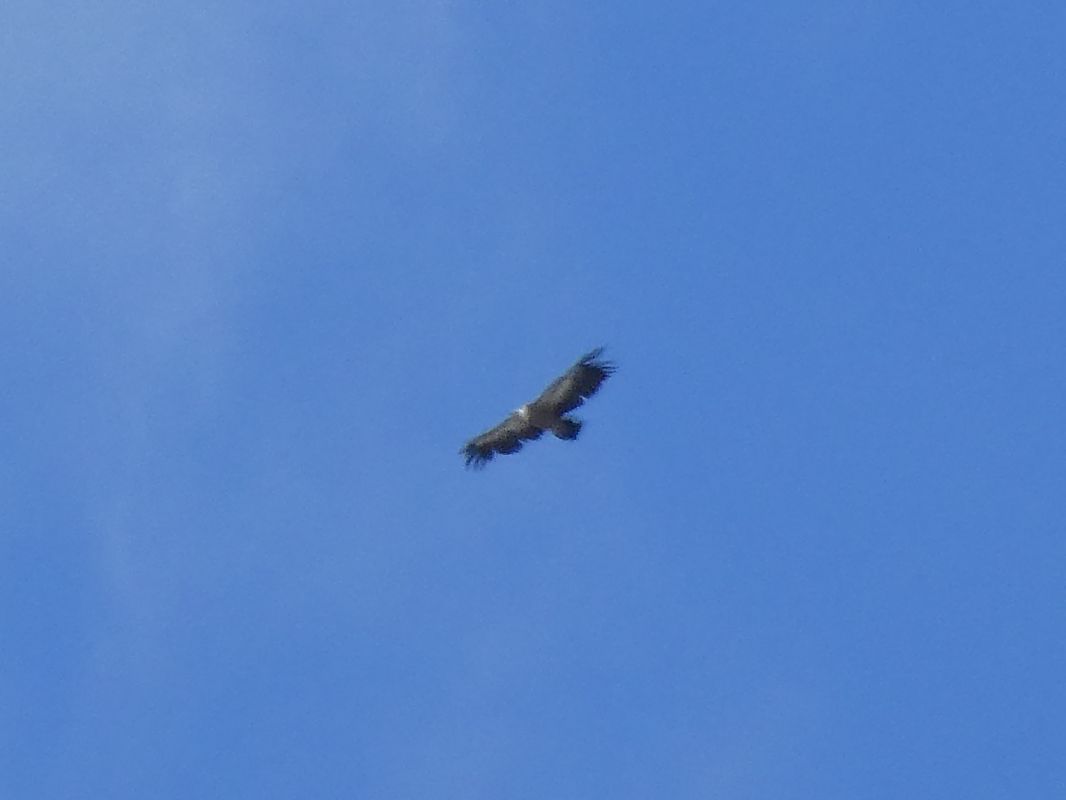 Vautour fauve 