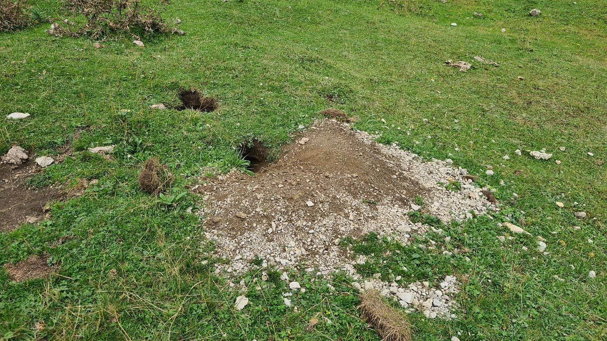 Marmotta  - Fabrizio Florit (FVG)