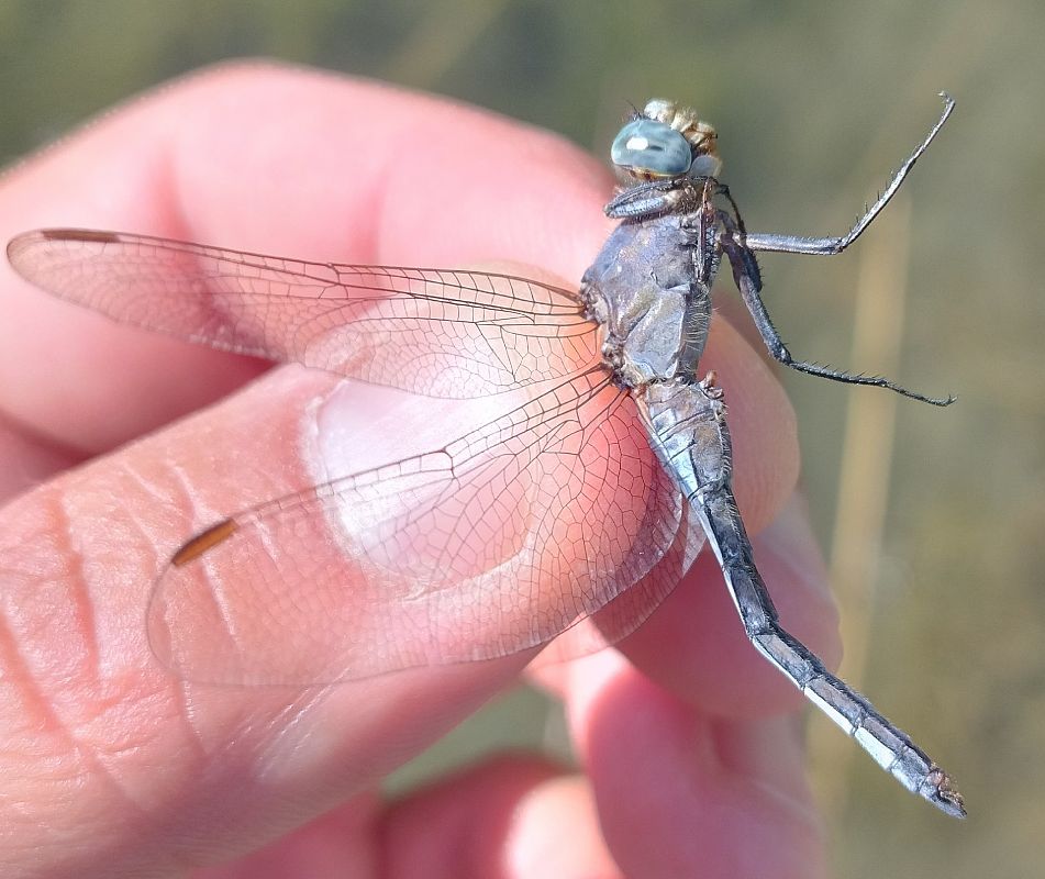 Orthetrum coerulescens  - Battisti Andrea