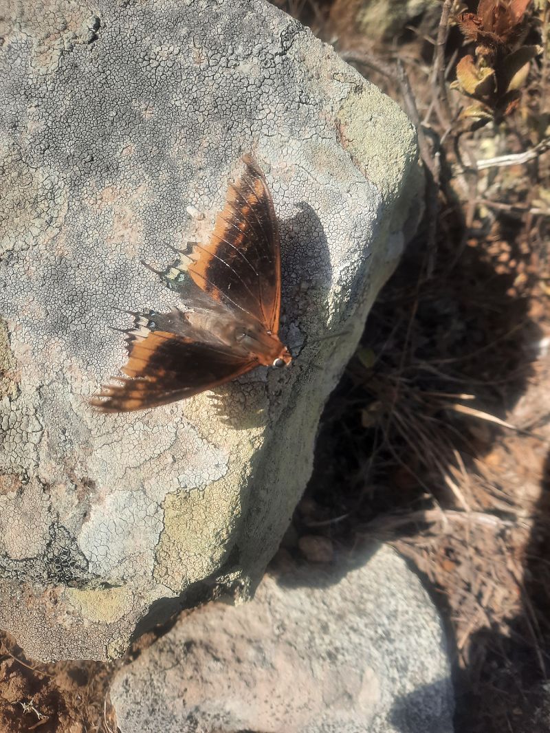 Charaxes jasius  - Michele Coppola