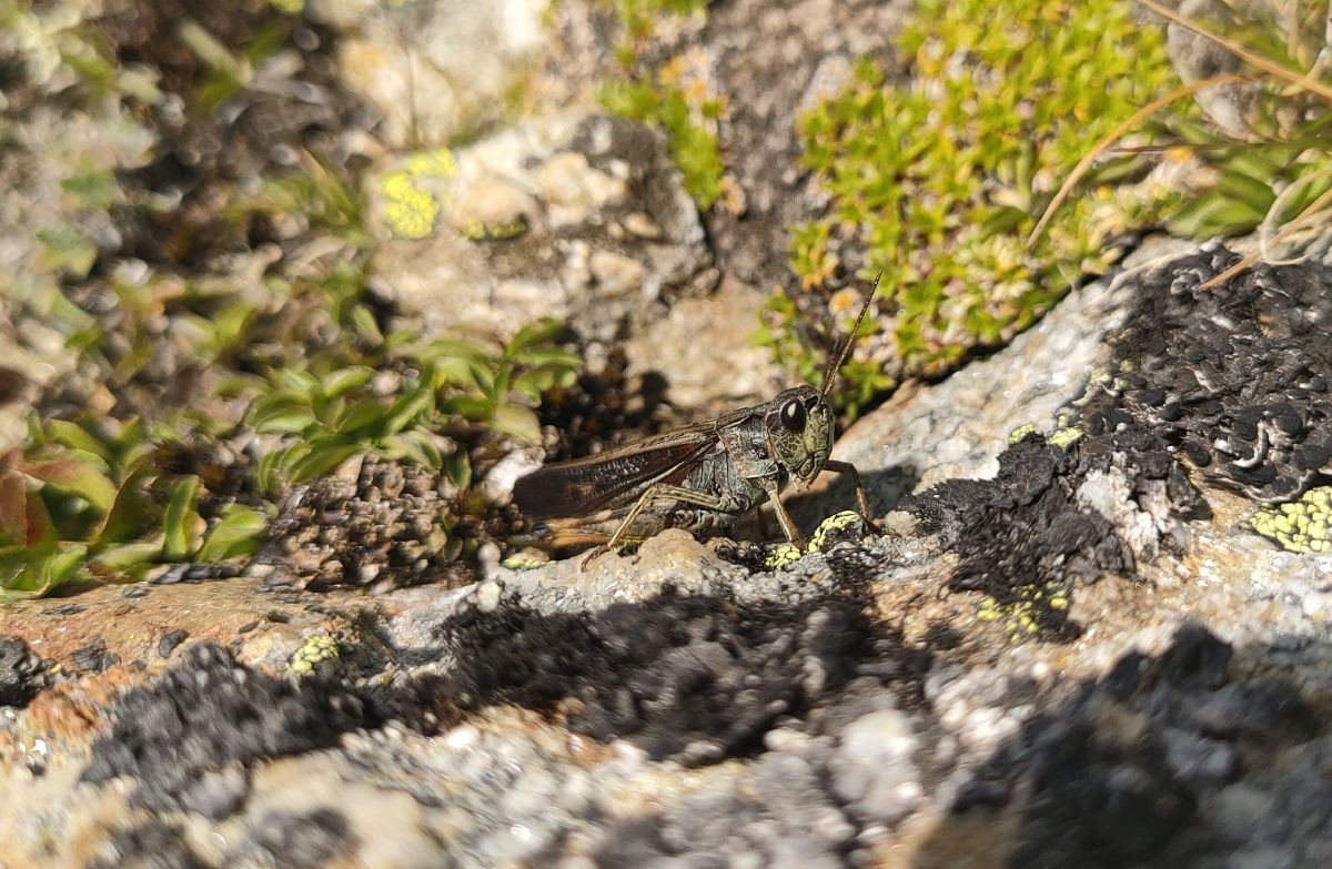 Stauroderus scalaris  - Daniele Baroni