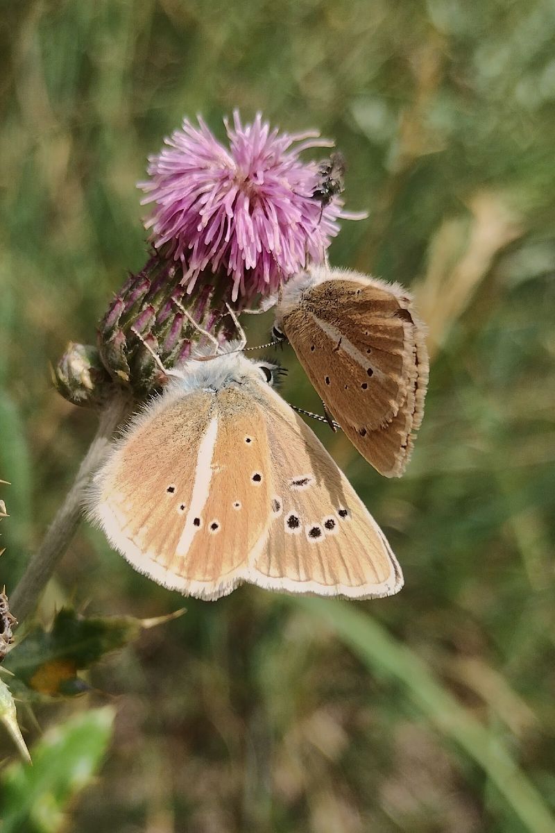 Polyommatus damon  - Marco Cortemiglia