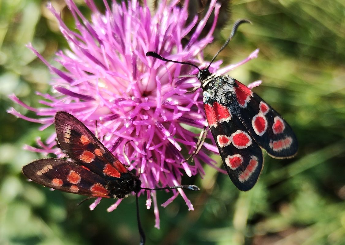Zygaena carniolica  - Marco Cortemiglia