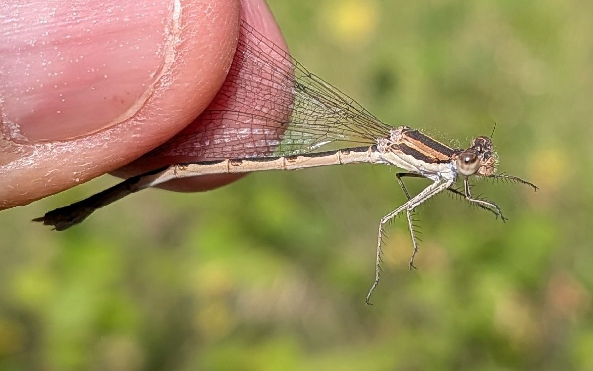 Sympecma fusca  - Andrea Verdelli