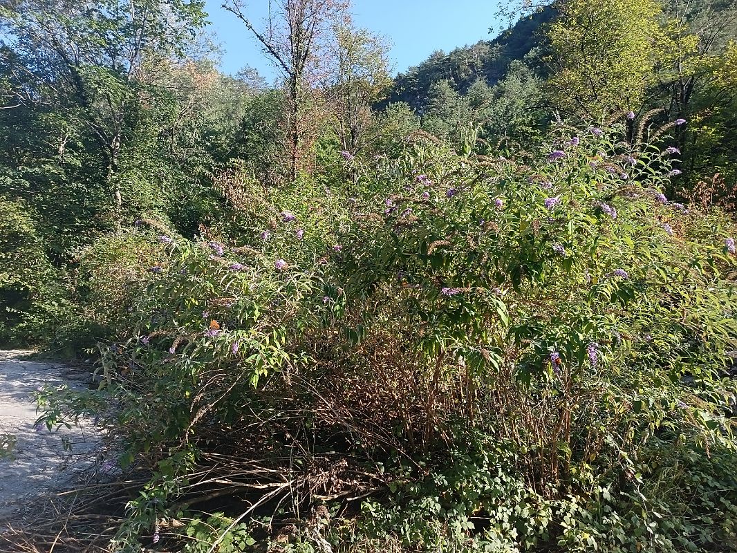 Buddleja davidii  - Tiziano Fiorenza (FVG)