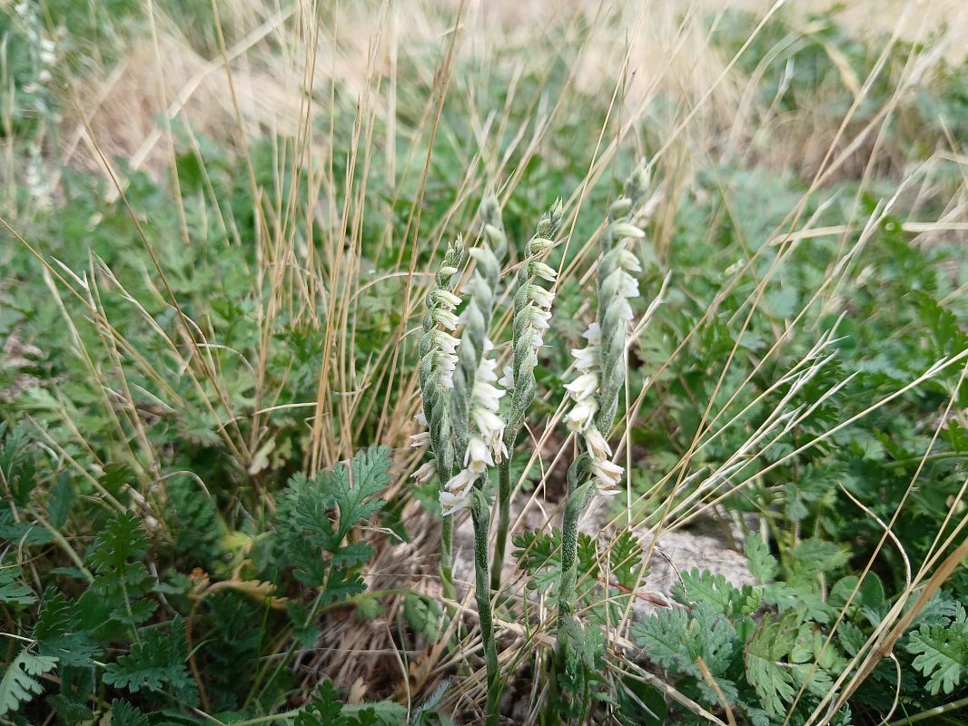 Spiranthes spiralis  - Alain Falvard