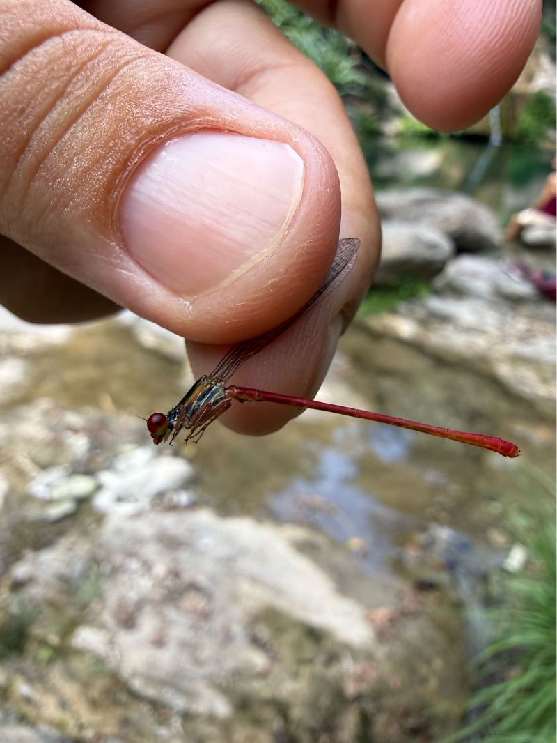 Ceriagrion tenellum  - Andrea Galimberti