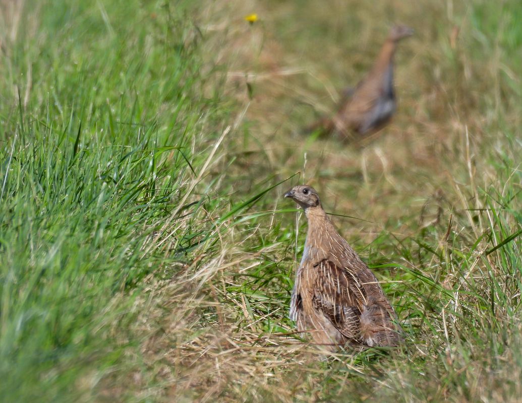 Grey Partridge  - Natalia Gorczowska
