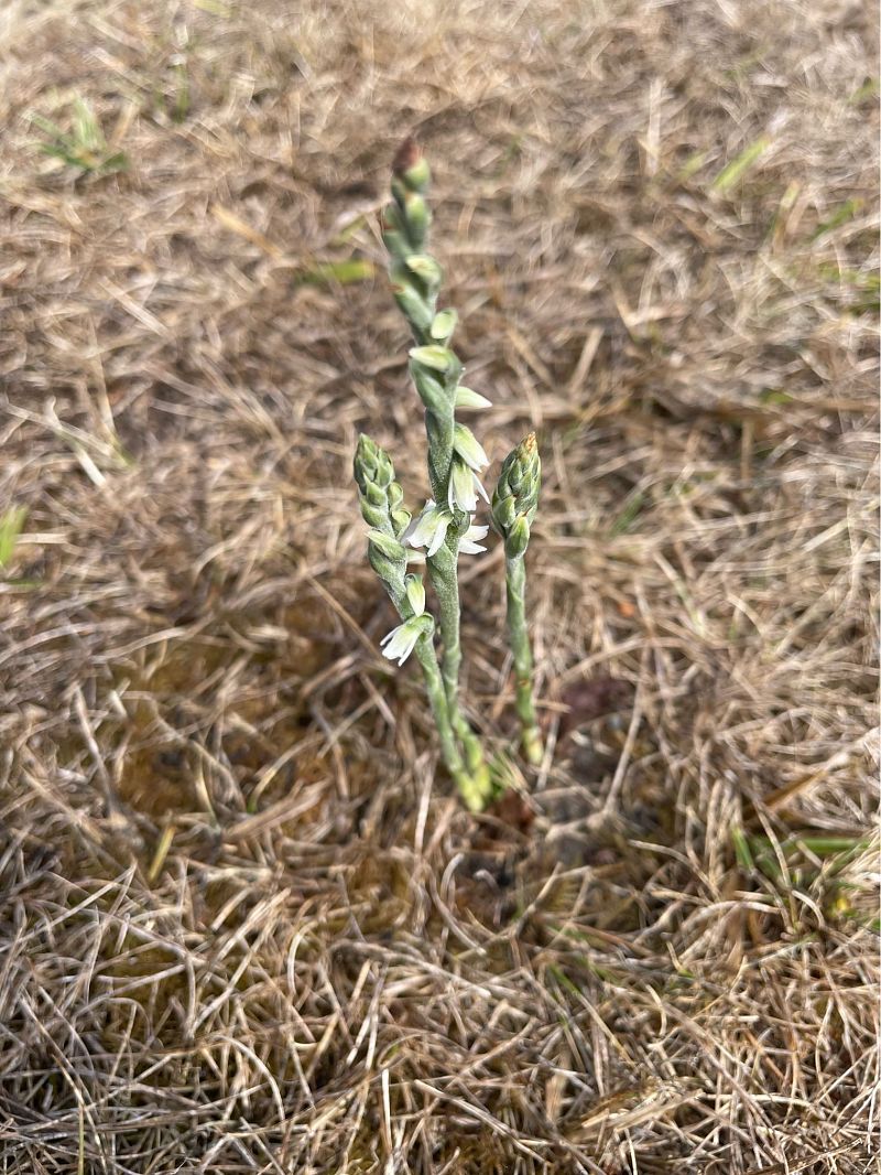 Spiranthes spiralis  - Erwan Leherisse