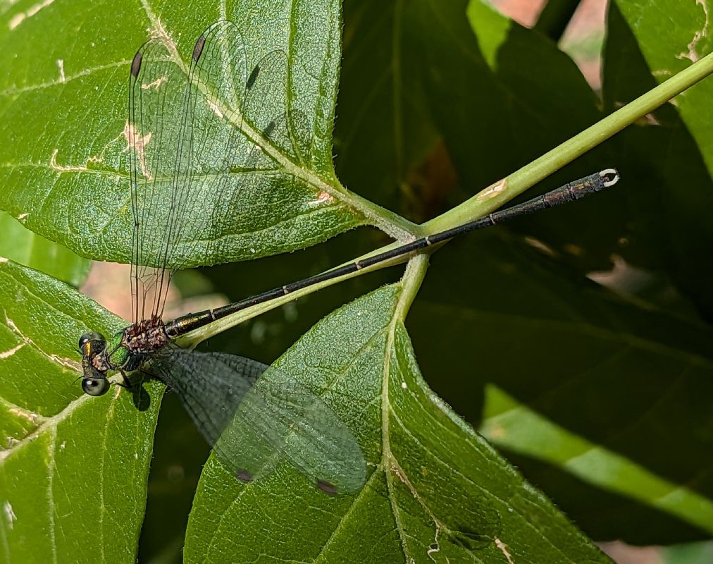Lestes parvidens  - Andrea Verdelli