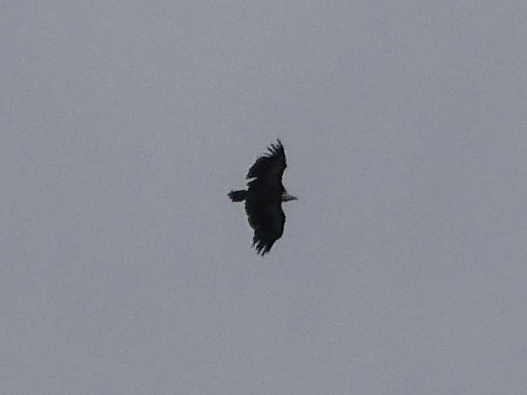 Vautour fauve 