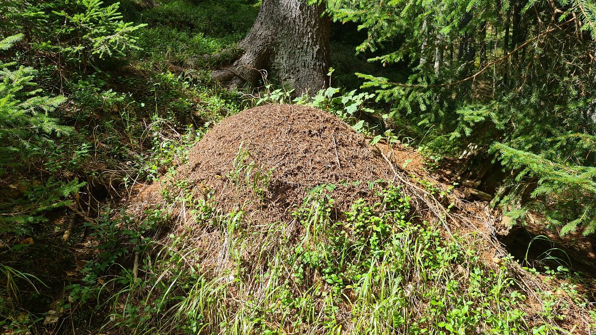Formica rufa  - Fabrizio Florit (FVG)