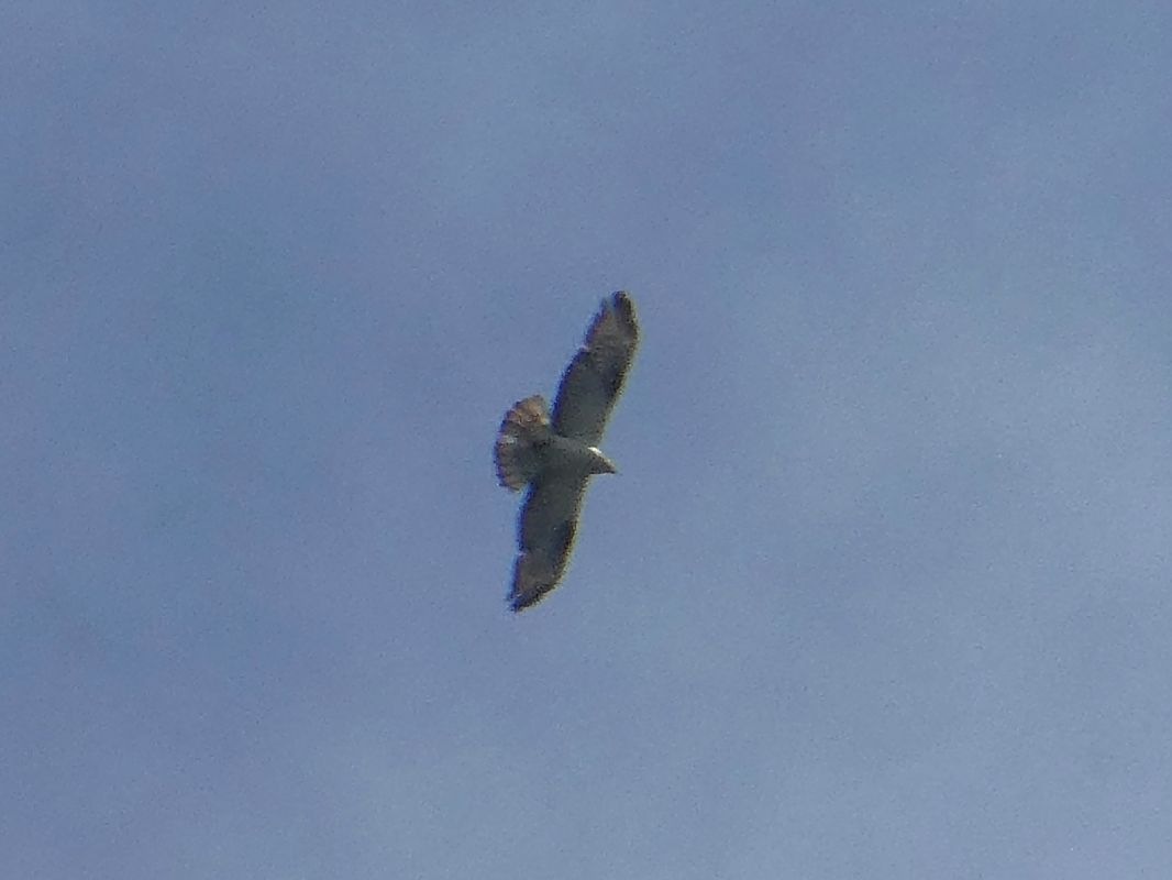 Falco pecchiaiolo 
