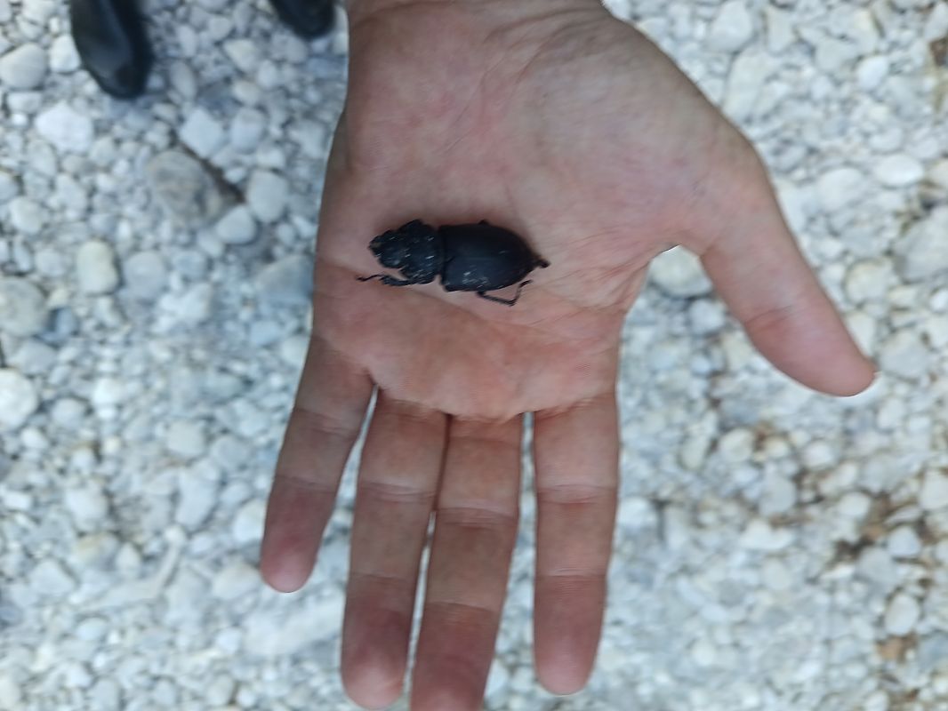 Lucanus cervus  - Tiziano Fiorenza (FVG)
