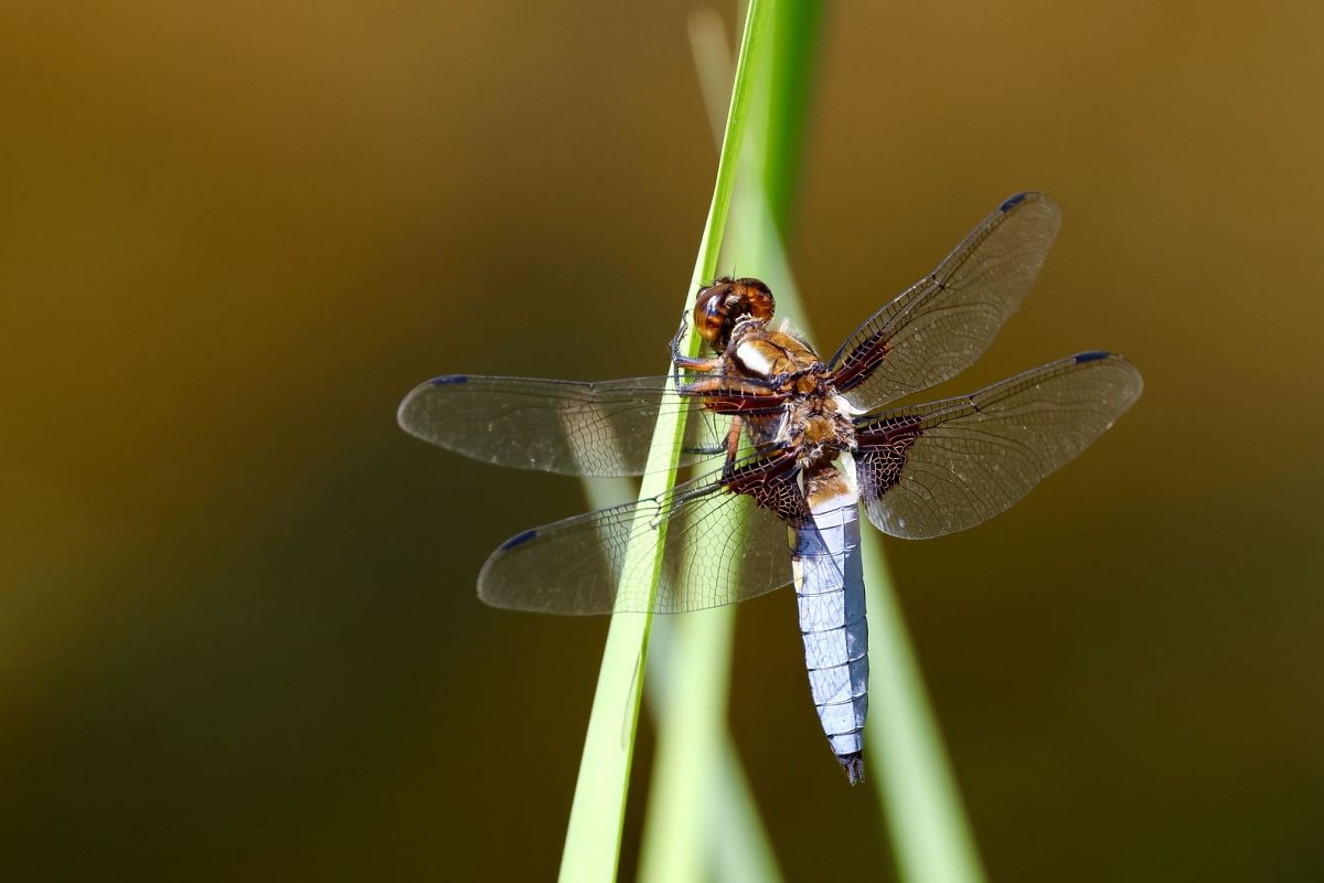 Libellula depressa  - Andrea Galimberti