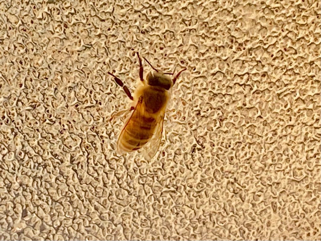 Apis mellifera  - Maria Rita Gelso