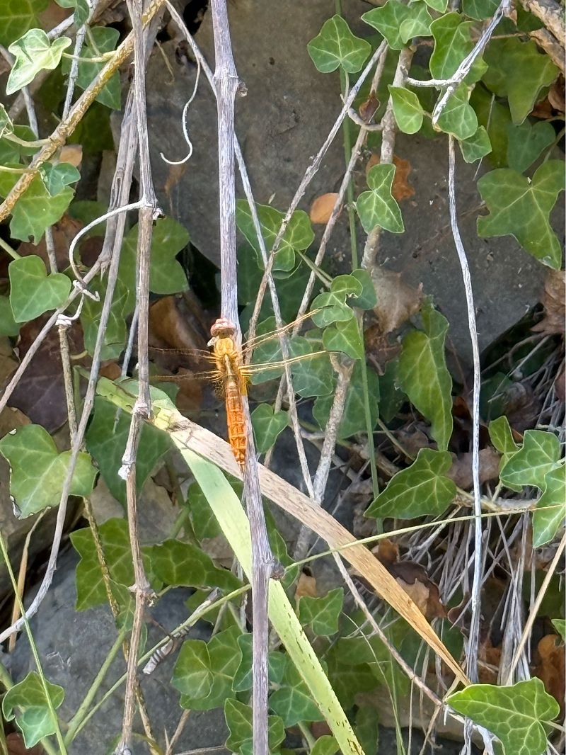 Crocothemis erythraea  - Andrea Galimberti