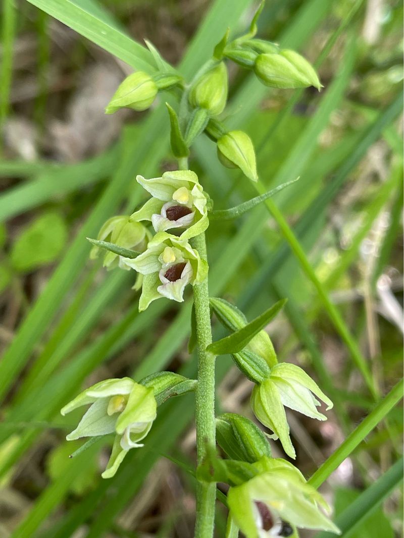 Epipactis muelleri  - Olivier Guillemet