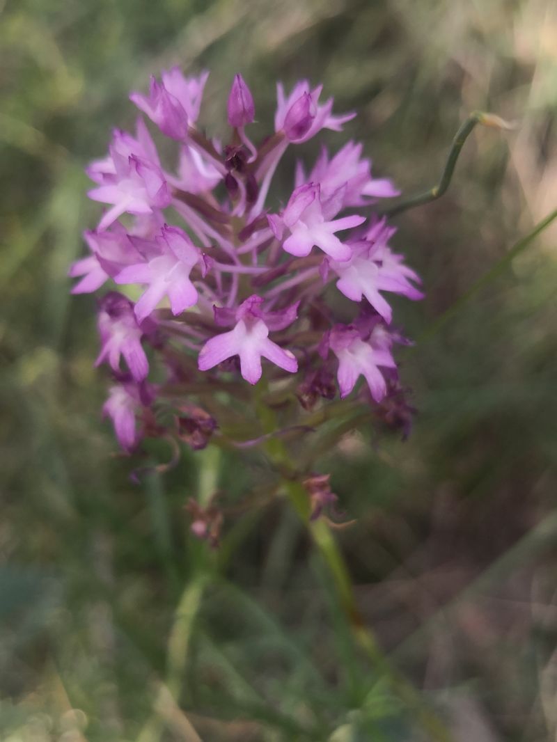 Anacamptis pyramidalis  - Emili Sancha