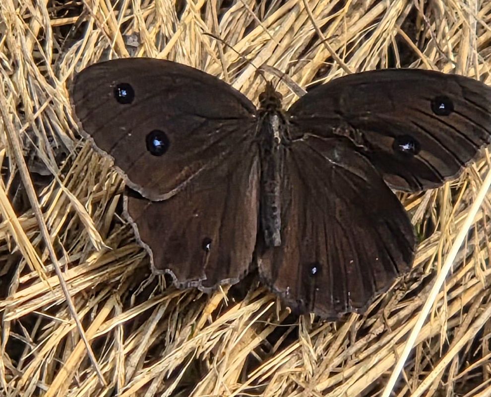 Minois dryas  - Luca Mezzomo