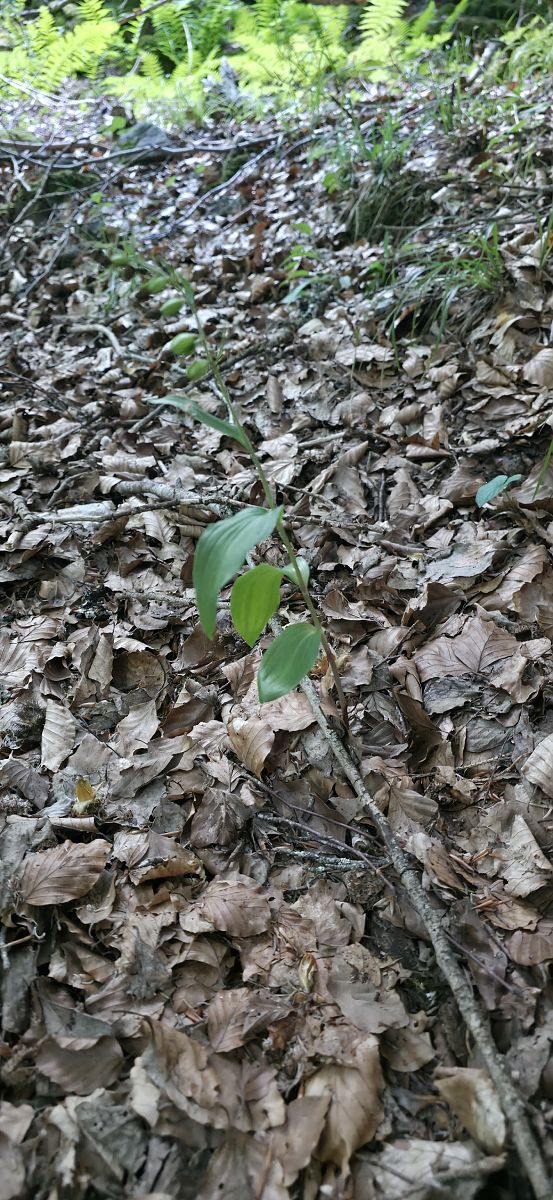 Epipactis sp.  - Michel Robin