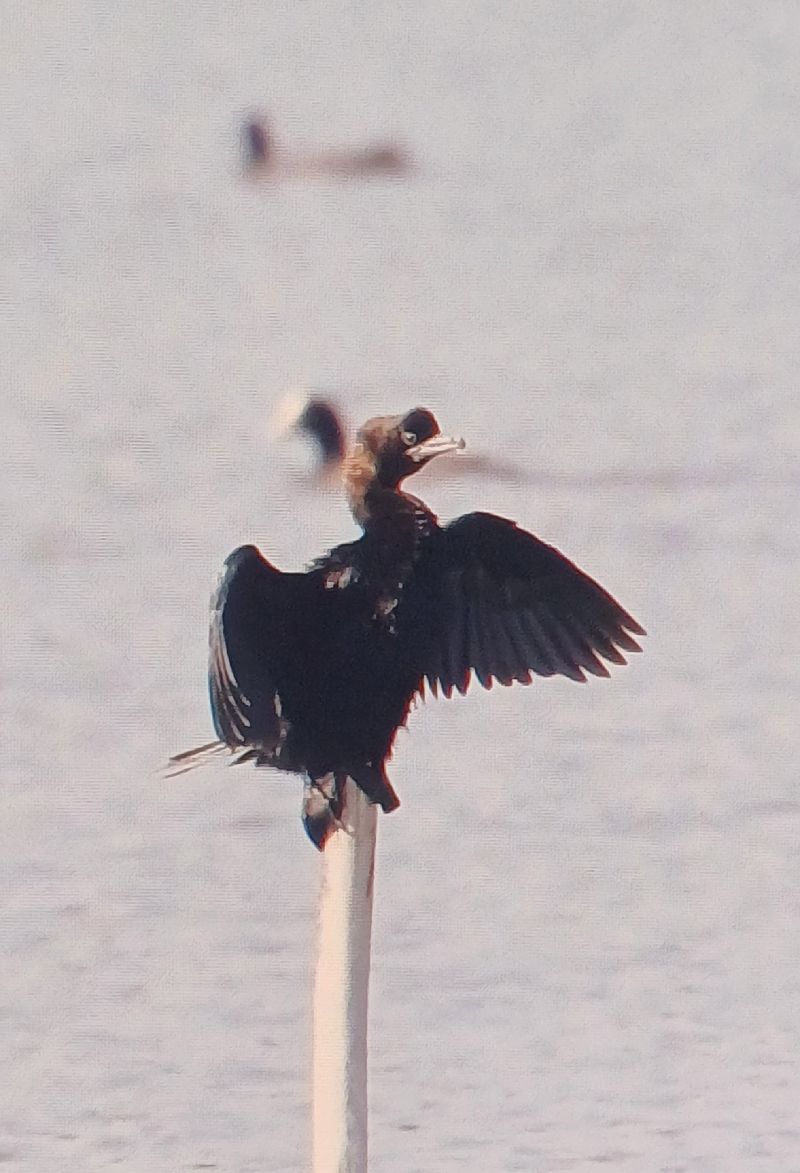 kormoran mały  - Dawid Kilon