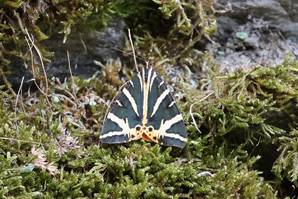 Euplagia quadripunctaria  - Lorenzo Lanzani
