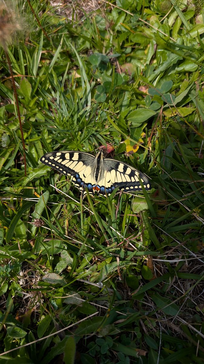 Papilio machaon  - Massimo Maldifassi
