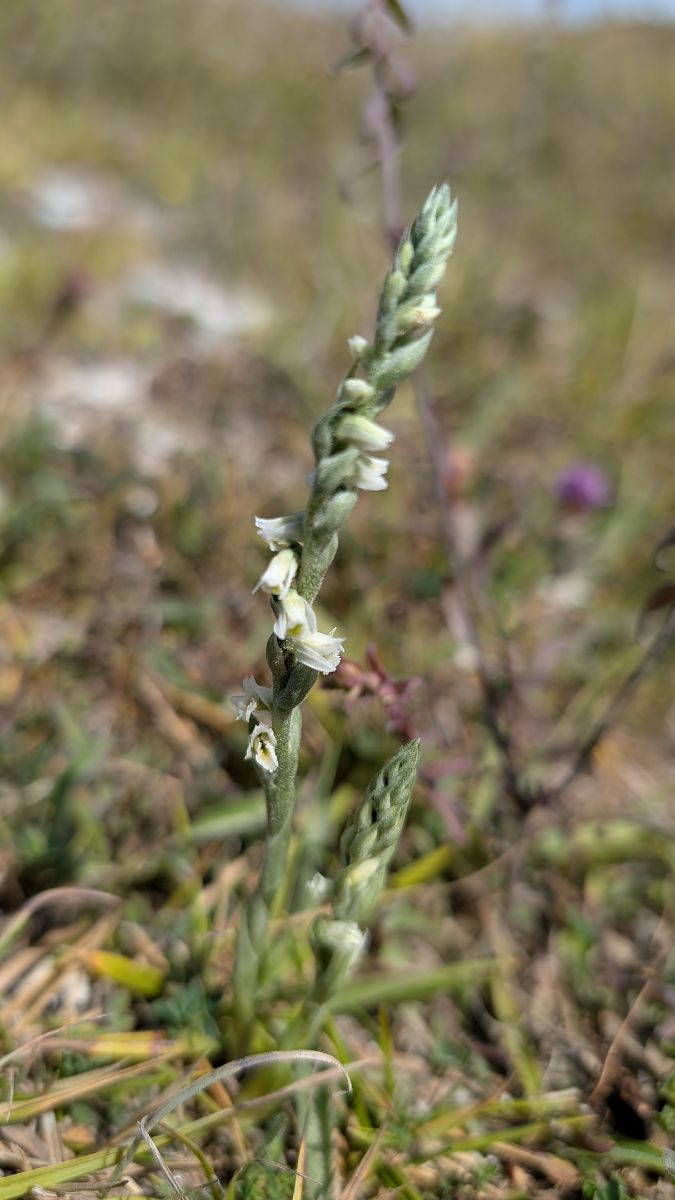 Spiranthes spiralis  - Christian Noel