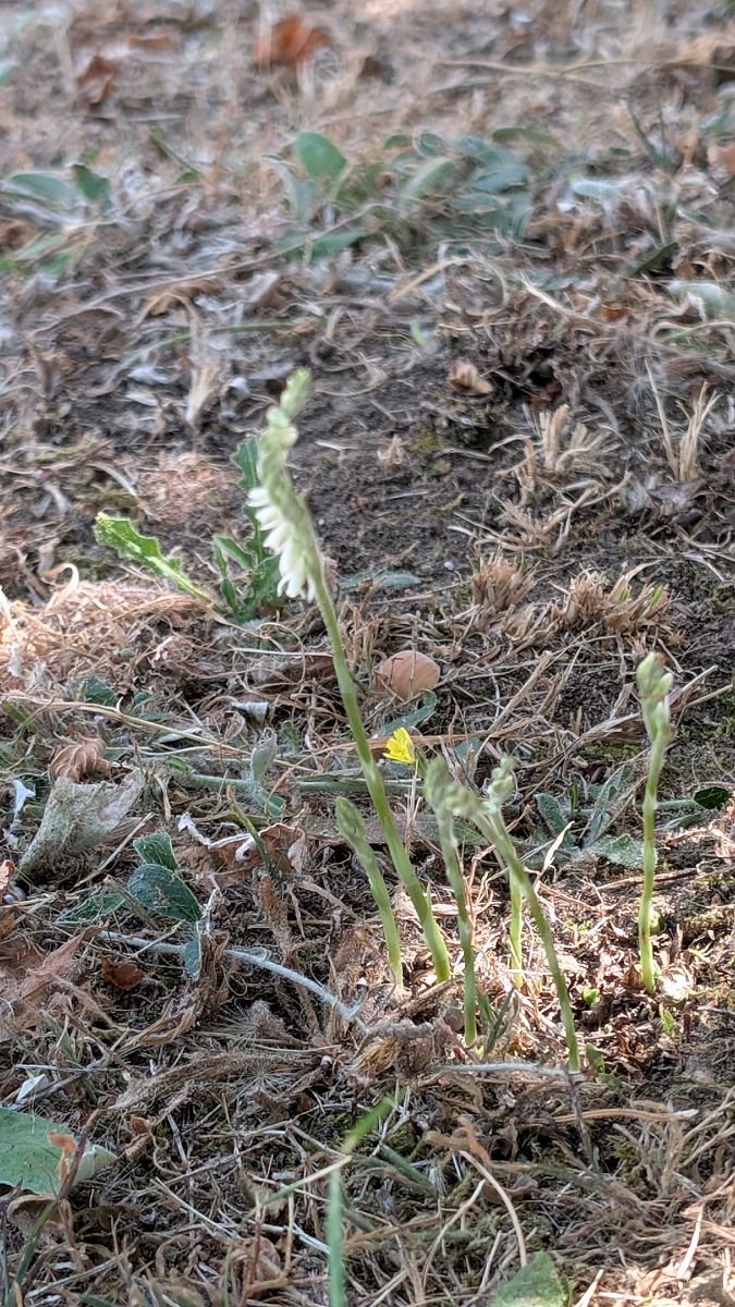 Spiranthes spiralis  - Christian Noel