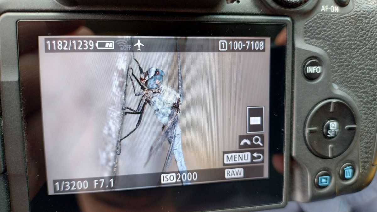 Orthetrum brunneum  - Battisti Andrea