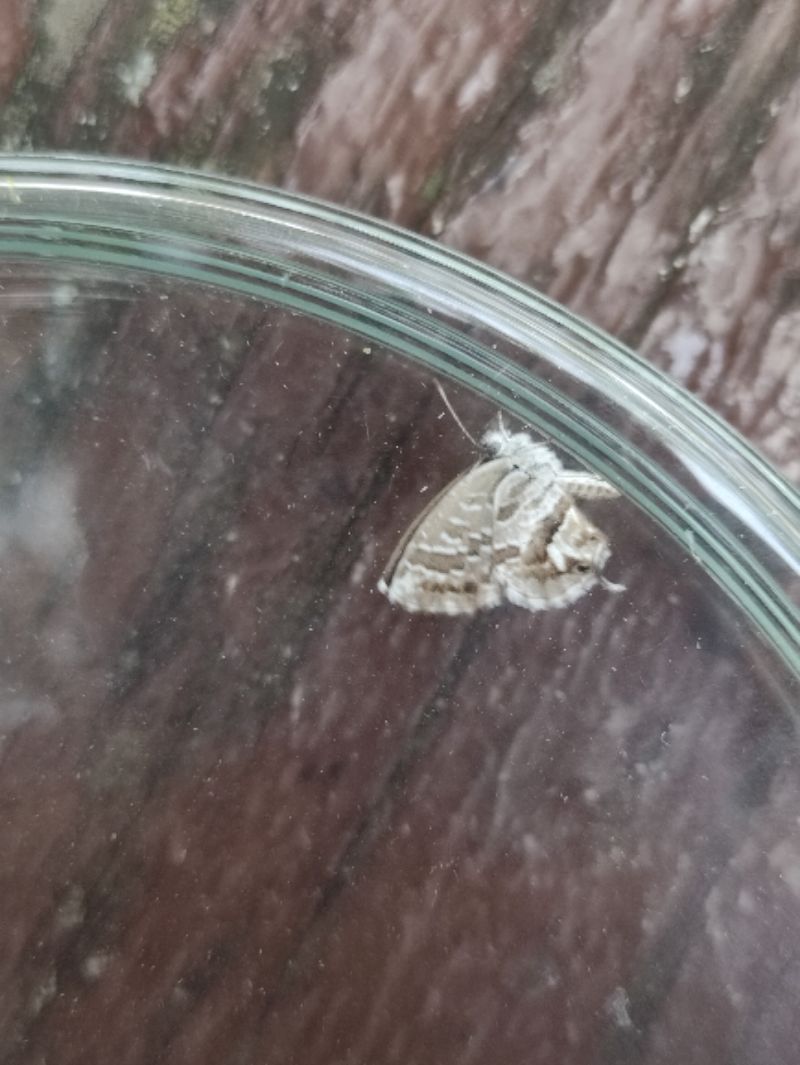 Cacyreus marshalli  - Maialen Mendigutxia
