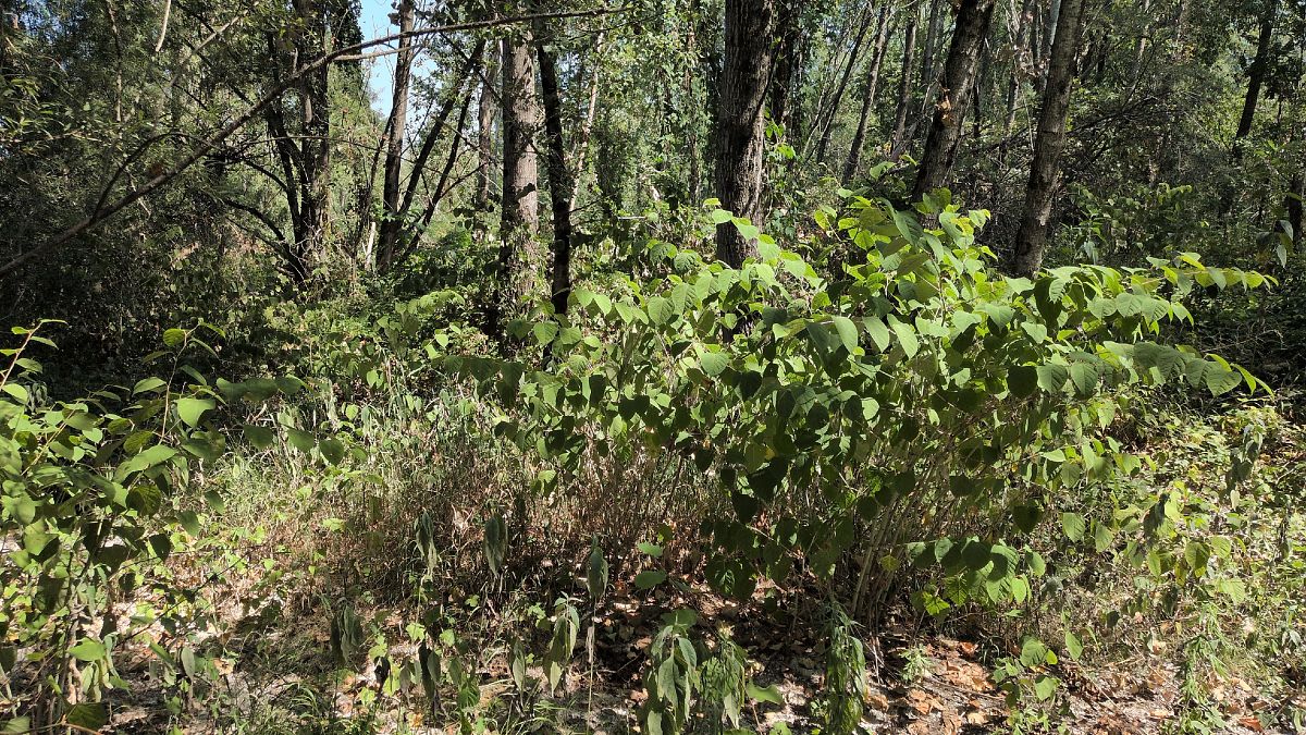 Fallopia japonica  - Paolo Del Mestre (FVG)