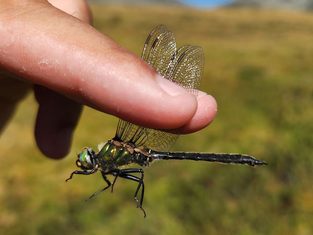 Somatochlora alpestris  - Claudio Foglini