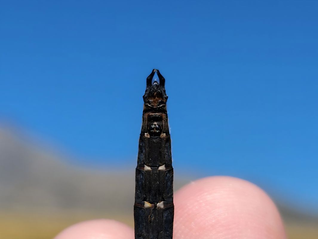 Somatochlora alpestris  - Claudio Foglini