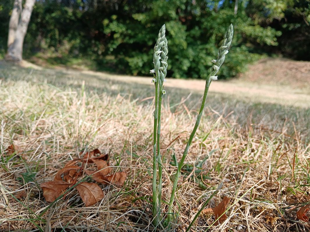Spiranthes spiralis  - Alain Falvard