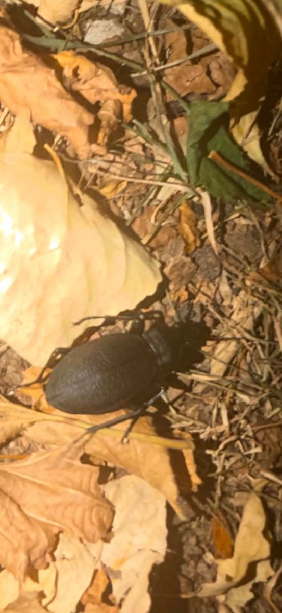 Carabus coriaceus  - Léni Weiss