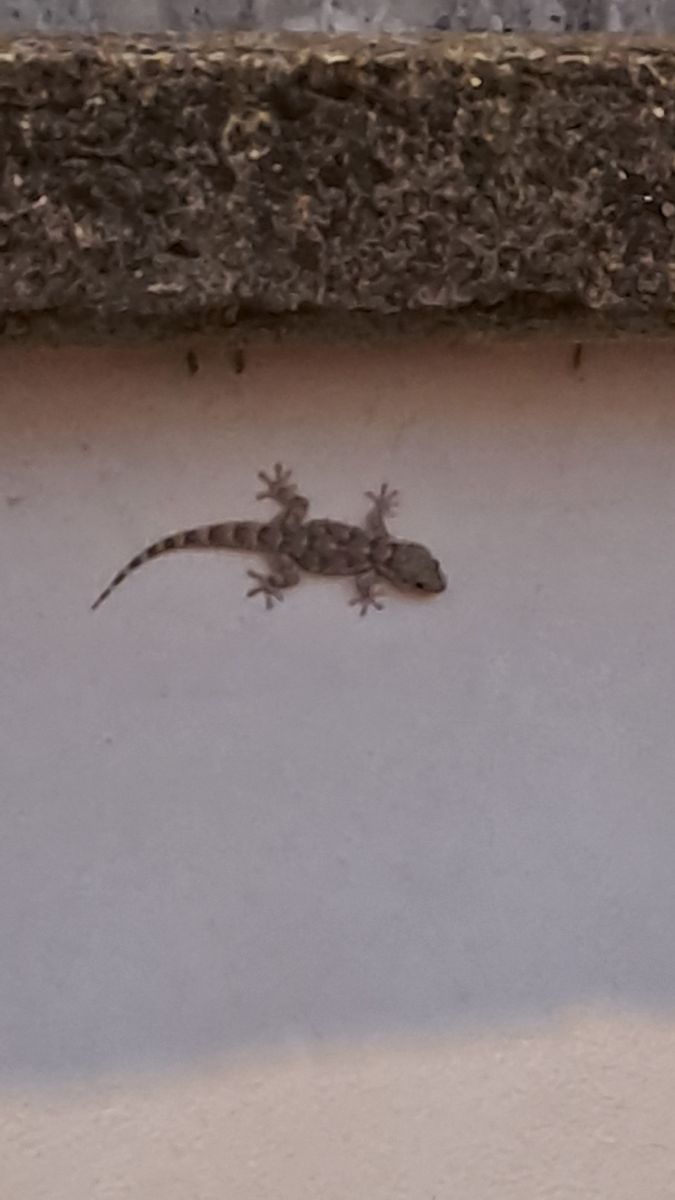 Moorish Gecko  - Claudio Braghiroli