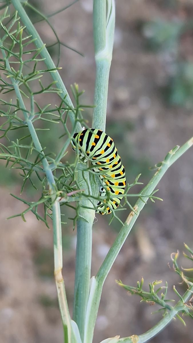Papilio machaon  - Paolo Pietrobon (FVG)