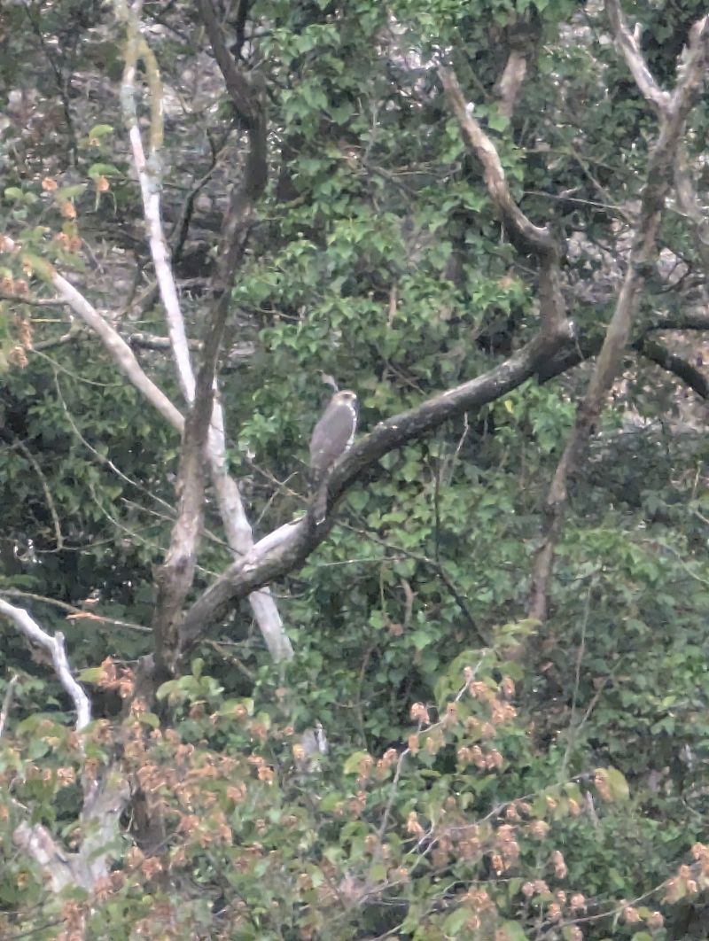 Levant Sparrowhawk  - Jessica Peruzzo