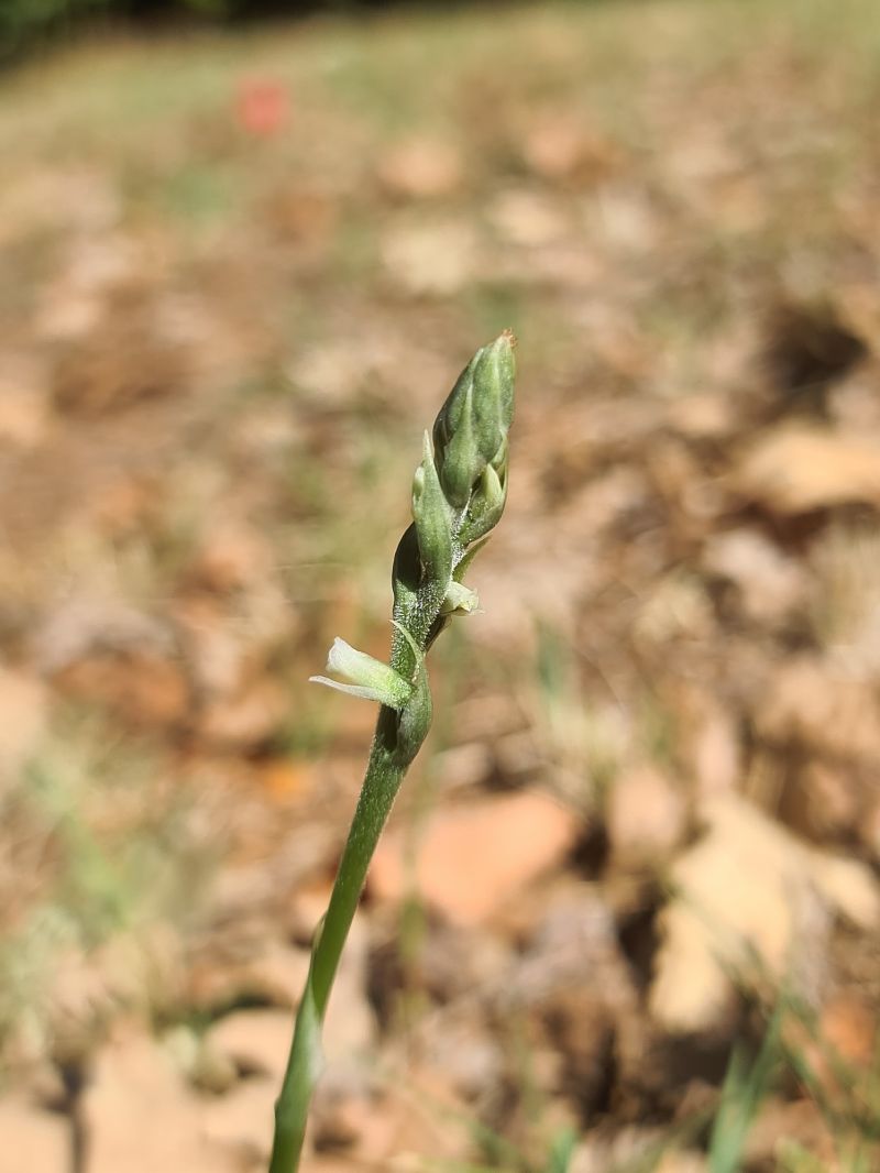 Spiranthes spiralis  - Christian Fleury