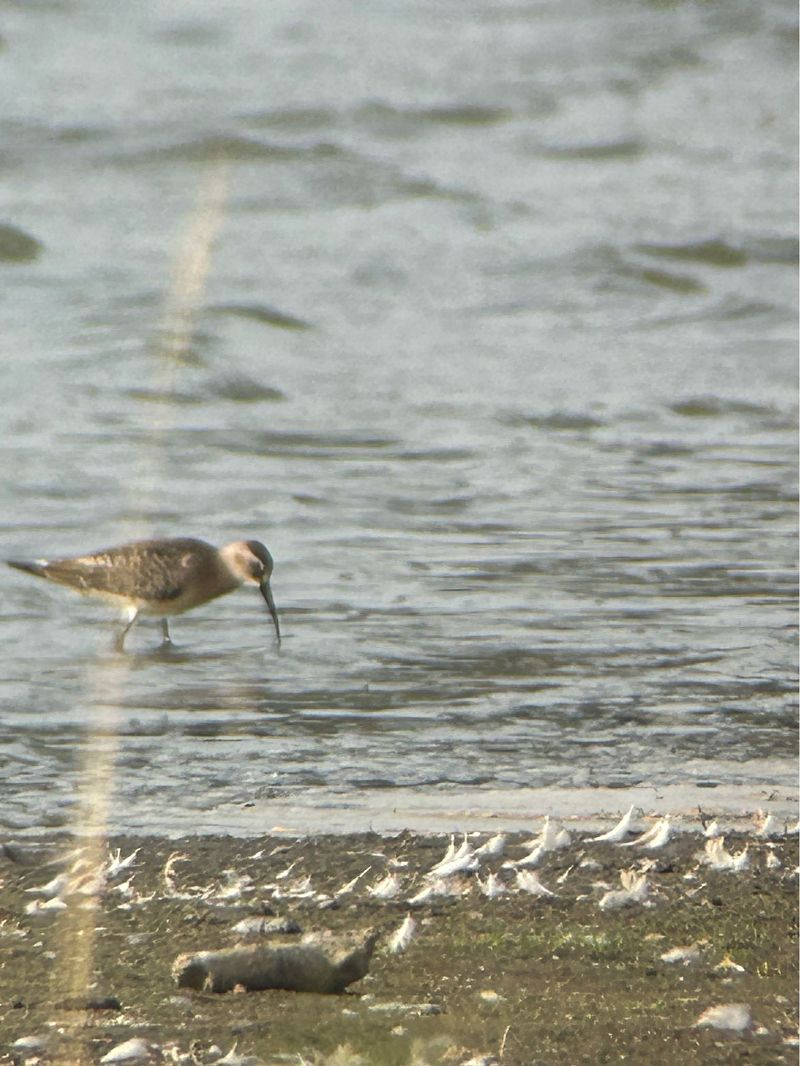 Curlew Sandpiper  - Simon Eiginger