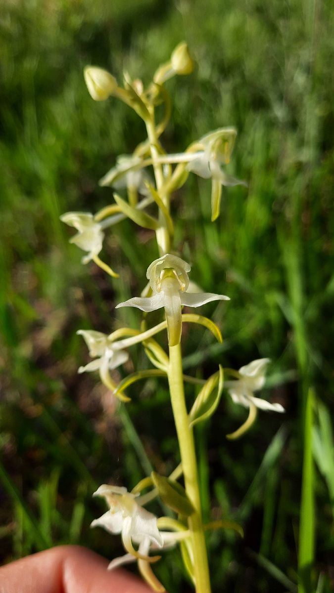 Platanthera chlorantha  - Mathilde Bach