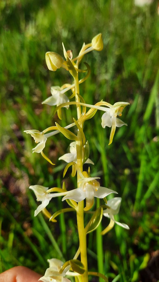 Platanthera chlorantha  - Mathilde Bach