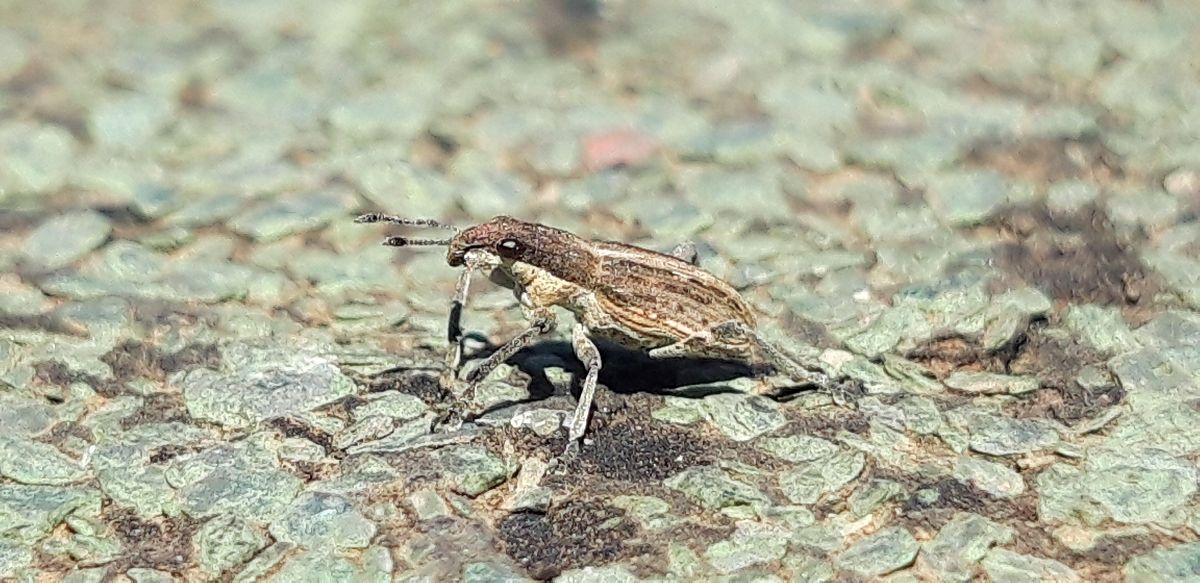 Charagmus sp.  - Michele Cento