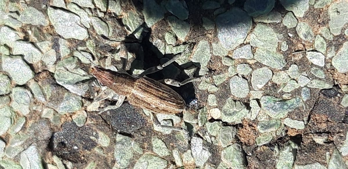 Charagmus sp.  - Michele Cento