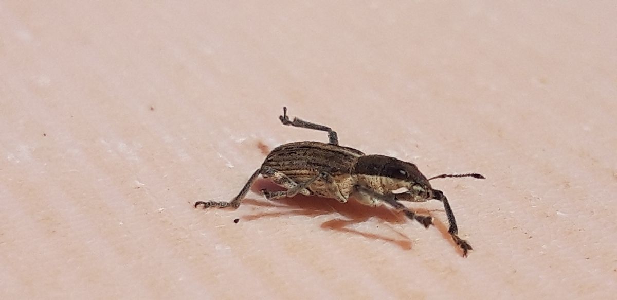 Charagmus sp.  - Michele Cento