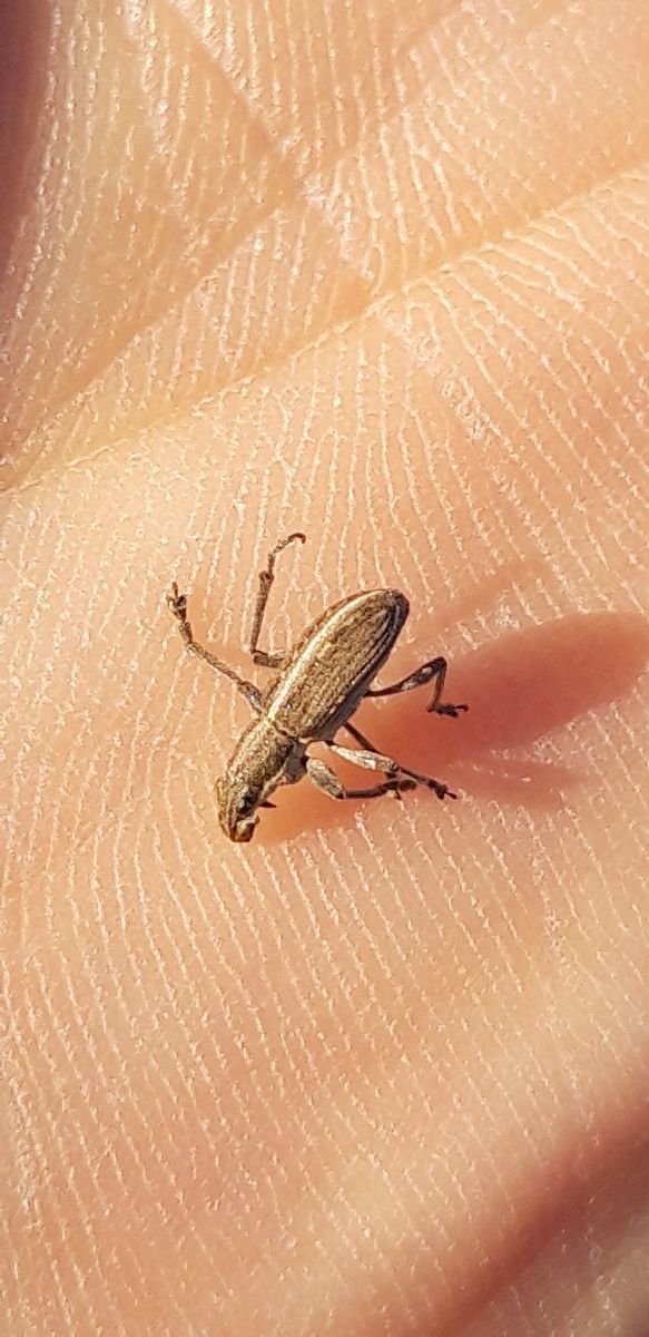 Charagmus sp.  - Michele Cento